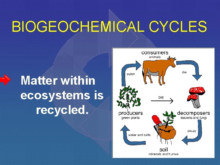 BIOGEOCHEMICAL CYCLES Matter within ecosystems is recycled. 
