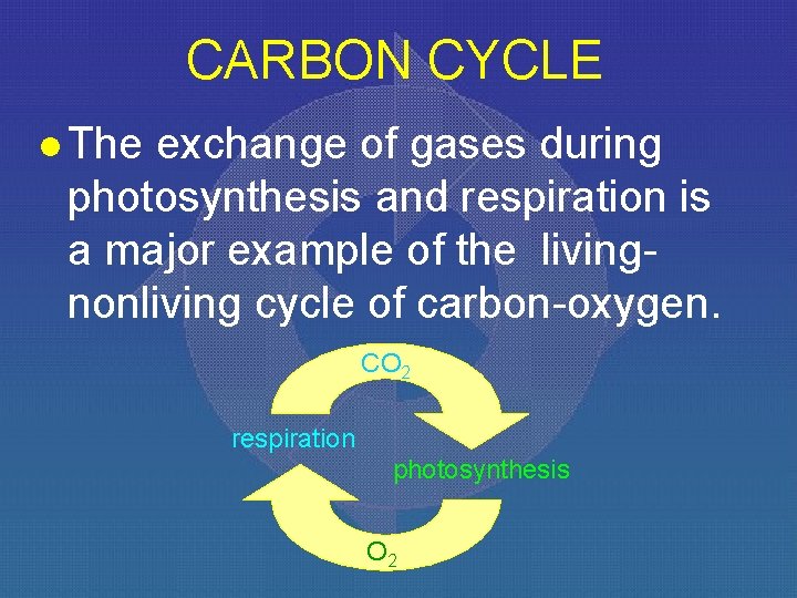 CARBON CYCLE l The exchange of gases during photosynthesis and respiration is a major