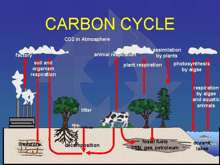 CARBON CYCLE CO 2 in Atmosphere animal respiration factory soil and organism respiration assimilation