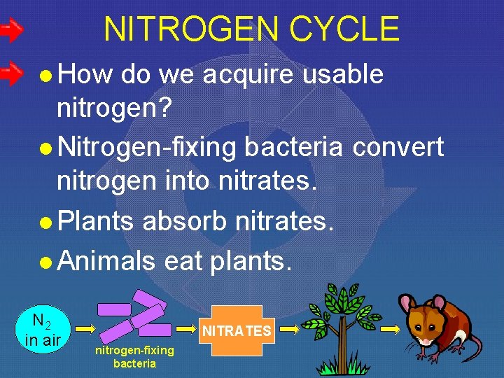 NITROGEN CYCLE l How do we acquire usable nitrogen? l Nitrogen-fixing bacteria convert nitrogen