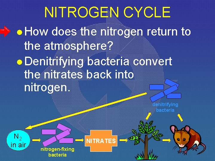 NITROGEN CYCLE l How does the nitrogen return to the atmosphere? l Denitrifying bacteria