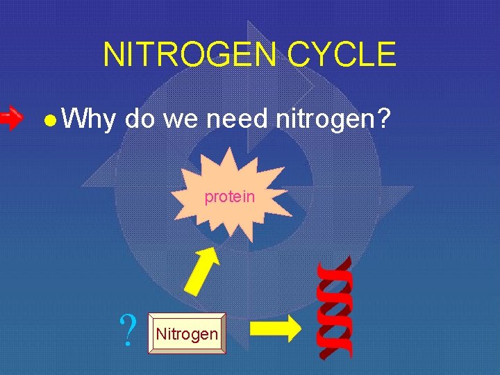 NITROGEN CYCLE l Why do we need nitrogen? protein ? Nitrogen 