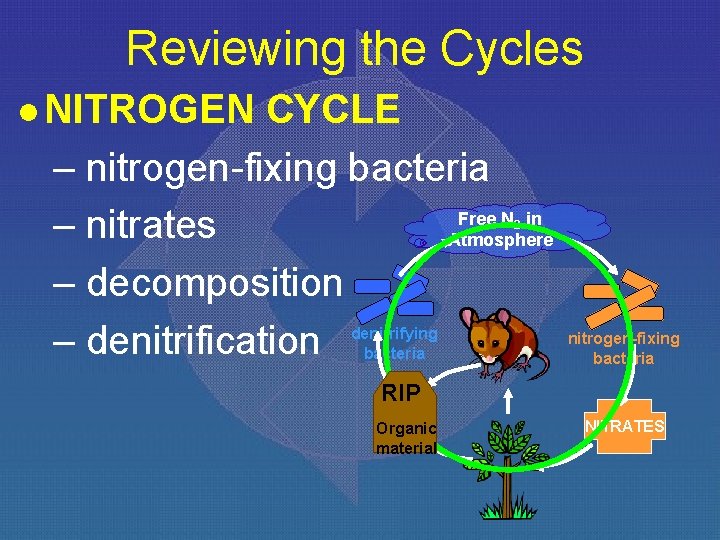 Reviewing the Cycles l NITROGEN CYCLE – nitrogen-fixing bacteria Free N in – nitrates