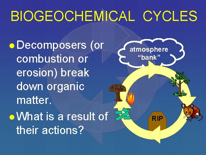 BIOGEOCHEMICAL CYCLES l Decomposers (or combustion or erosion) break down organic matter. l What