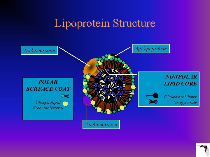 Lipoprotein Structure Apolipoprotein NONPOLAR LIPID CORE POLAR SURFACE COAT Cholesterol Ester Triglyceride Phospholipid Free