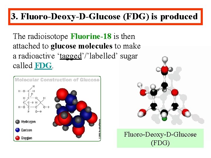 3. Fluoro-Deoxy-D-Glucose (FDG) is produced The radioisotope Fluorine-18 is then attached to glucose molecules