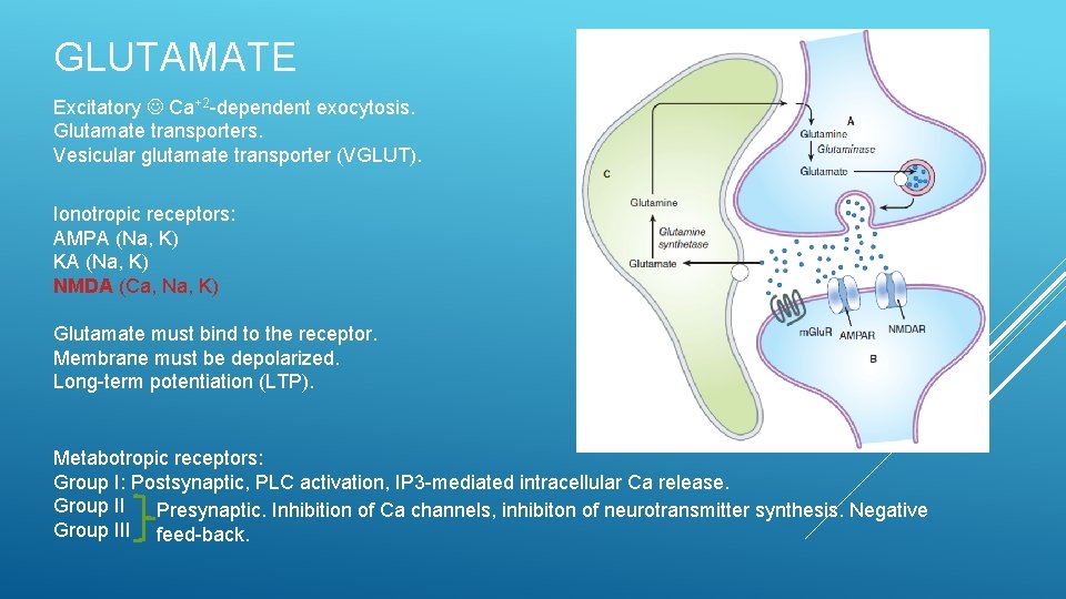 GLUTAMATE Excitatory Ca+2 -dependent exocytosis. Glutamate transporters. Vesicular glutamate transporter (VGLUT). Ionotropic receptors: AMPA