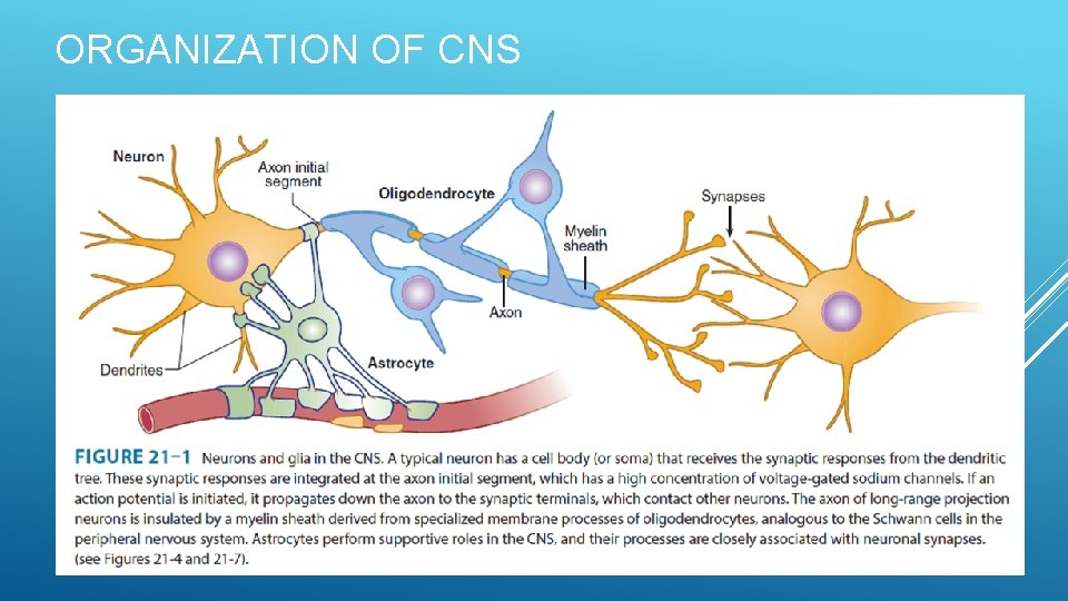 ORGANIZATION OF CNS 