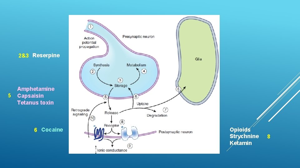 2&3 Reserpine 5 Amphetamine Capsaisin Tetanus toxin 6 Cocaine Opioids Strychnine Ketamin 8 