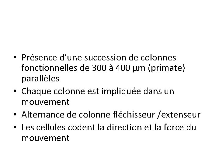 • Présence d’une succession de colonnes fonctionnelles de 300 à 400 µm (primate)