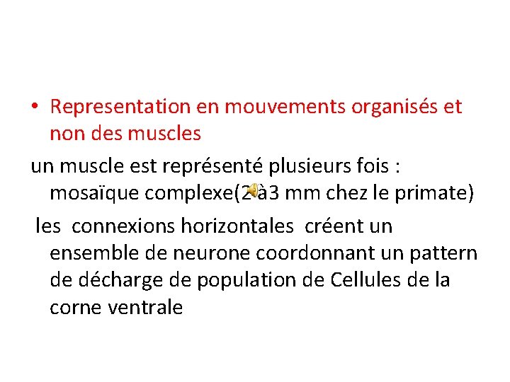  • Representation en mouvements organisés et non des muscles un muscle est représenté