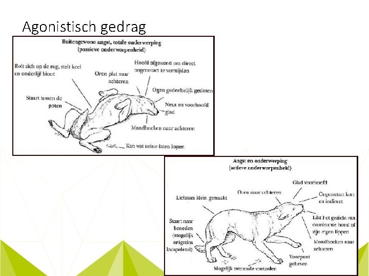 Agonistisch gedrag 