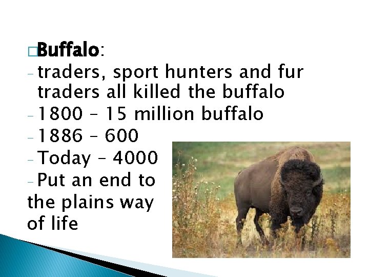 �Buffalo: - traders, sport hunters and fur traders all killed the buffalo - 1800