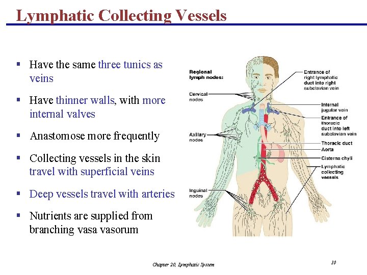 Lymphatic Collecting Vessels § Have the same three tunics as veins § Have thinner
