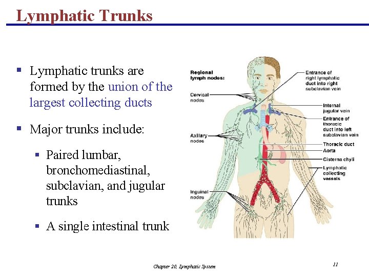 Lymphatic Trunks § Lymphatic trunks are formed by the union of the largest collecting
