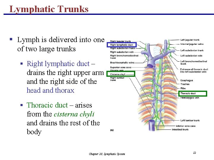 Lymphatic Trunks § Lymph is delivered into one of two large trunks § Right
