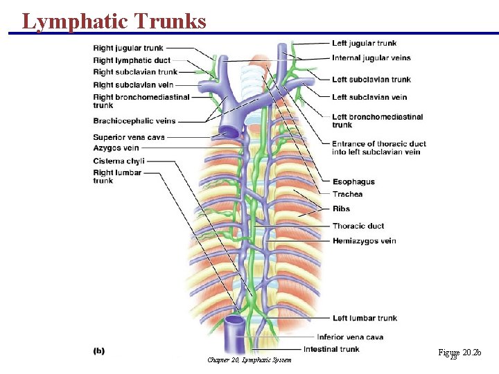 Lymphatic Trunks Chapter 20, Lymphatic System Figure 20. 2 b 13 