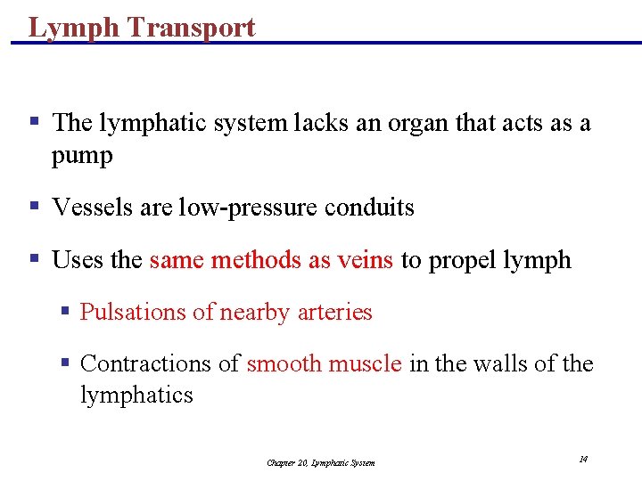 Lymph Transport § The lymphatic system lacks an organ that acts as a pump