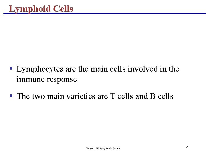 Lymphoid Cells § Lymphocytes are the main cells involved in the immune response §