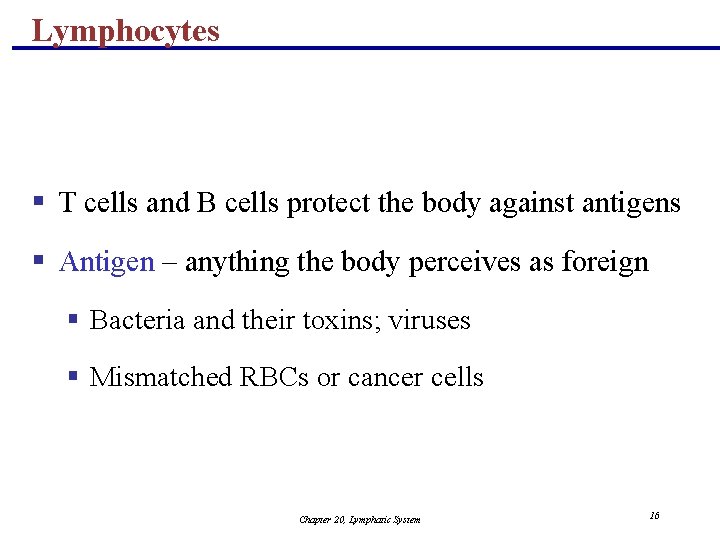 Lymphocytes § T cells and B cells protect the body against antigens § Antigen