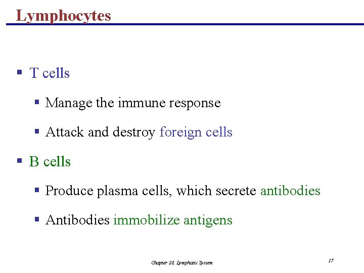 Lymphocytes § T cells § Manage the immune response § Attack and destroy foreign