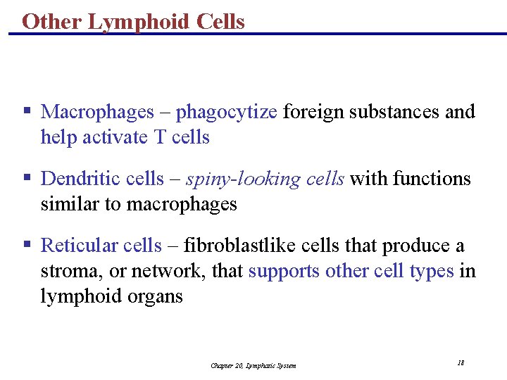 Other Lymphoid Cells § Macrophages – phagocytize foreign substances and help activate T cells
