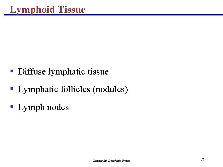 Lymphoid Tissue § Diffuse lymphatic tissue § Lymphatic follicles (nodules) § Lymph nodes Chapter