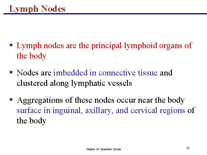 Lymph Nodes § Lymph nodes are the principal lymphoid organs of the body §