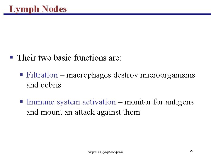 Lymph Nodes § Their two basic functions are: § Filtration – macrophages destroy microorganisms
