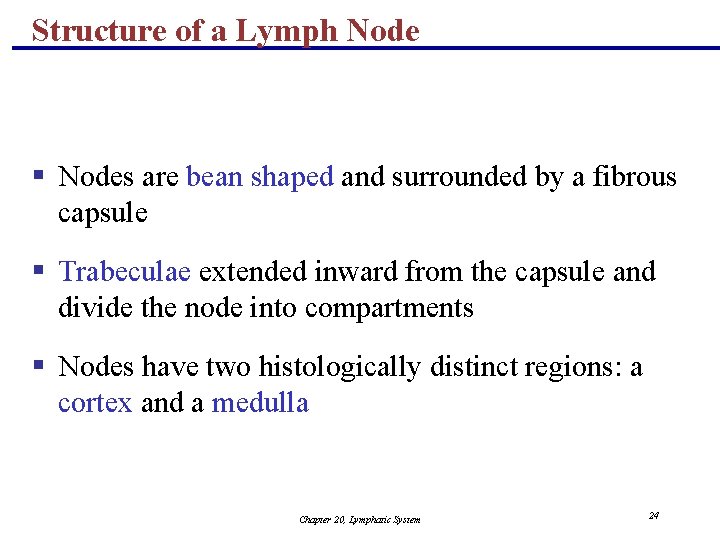 Structure of a Lymph Node § Nodes are bean shaped and surrounded by a