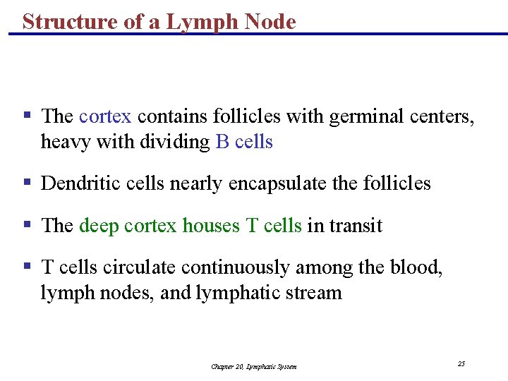 Structure of a Lymph Node § The cortex contains follicles with germinal centers, heavy