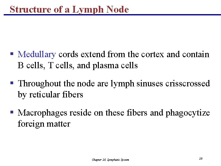 Structure of a Lymph Node § Medullary cords extend from the cortex and contain