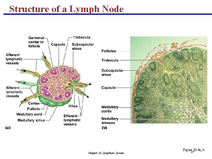 Structure of a Lymph Node Chapter 20, Lymphatic System Figure 2720. 4 a, b