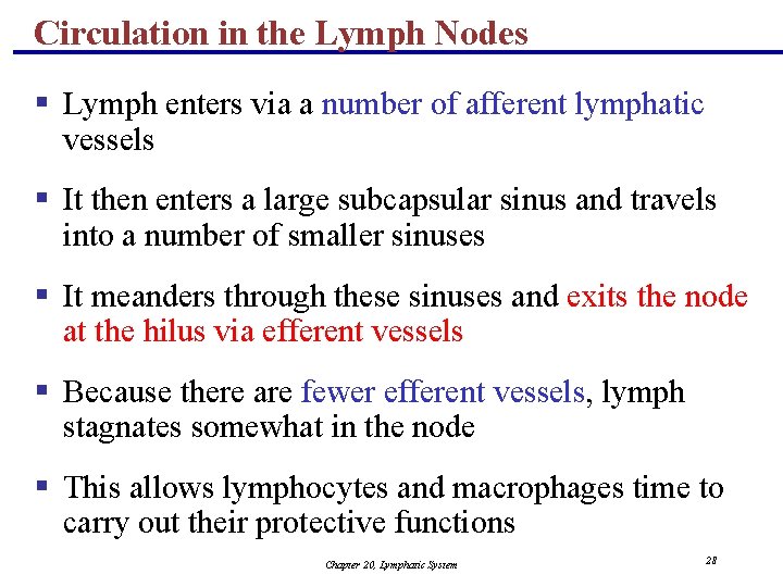 Circulation in the Lymph Nodes § Lymph enters via a number of afferent lymphatic