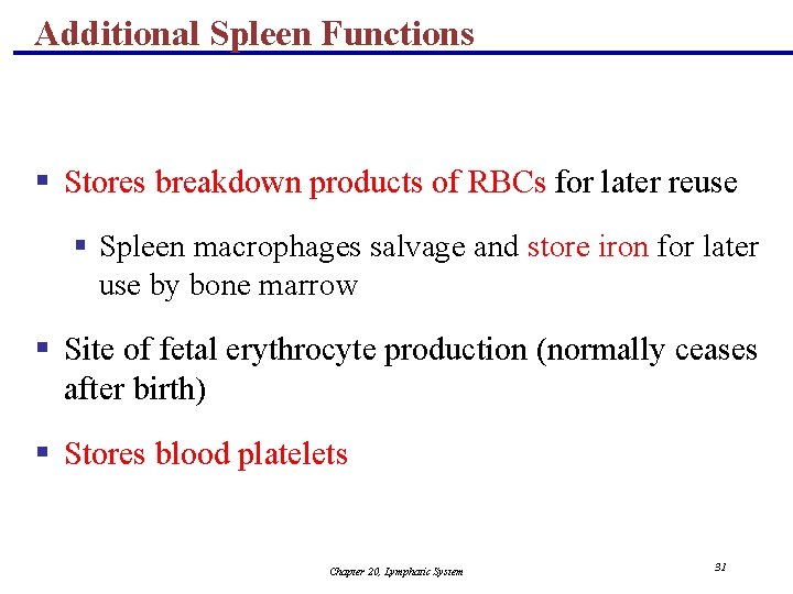 Additional Spleen Functions § Stores breakdown products of RBCs for later reuse § Spleen