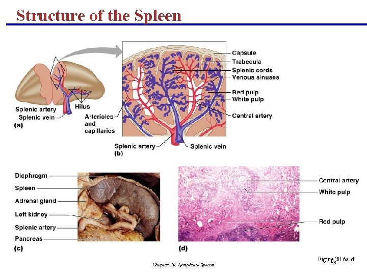 Structure of the Spleen Chapter 20, Lymphatic System Figure 20. 6 a-d 33 