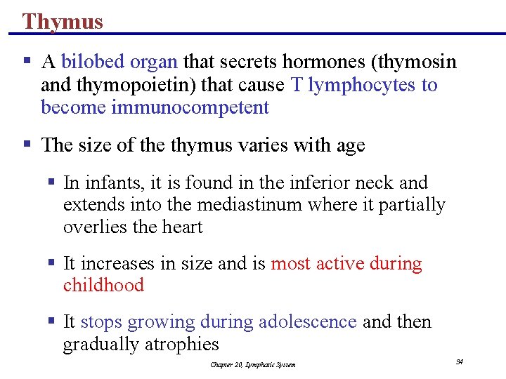 Thymus § A bilobed organ that secrets hormones (thymosin and thymopoietin) that cause T