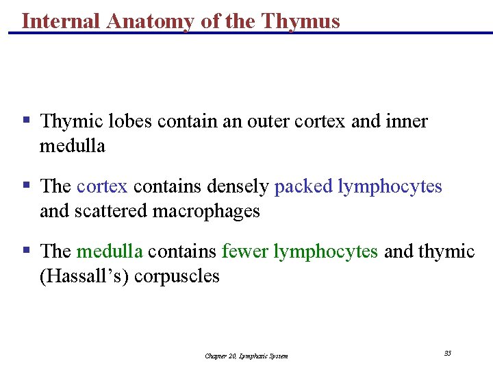 Internal Anatomy of the Thymus § Thymic lobes contain an outer cortex and inner