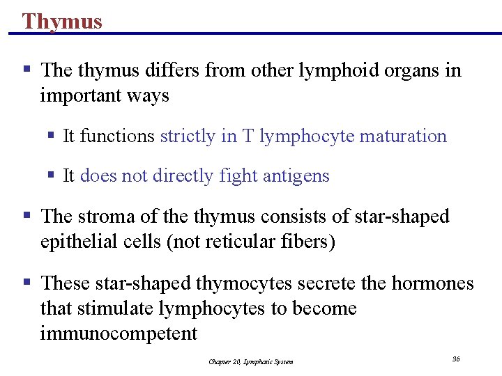 Thymus § The thymus differs from other lymphoid organs in important ways § It