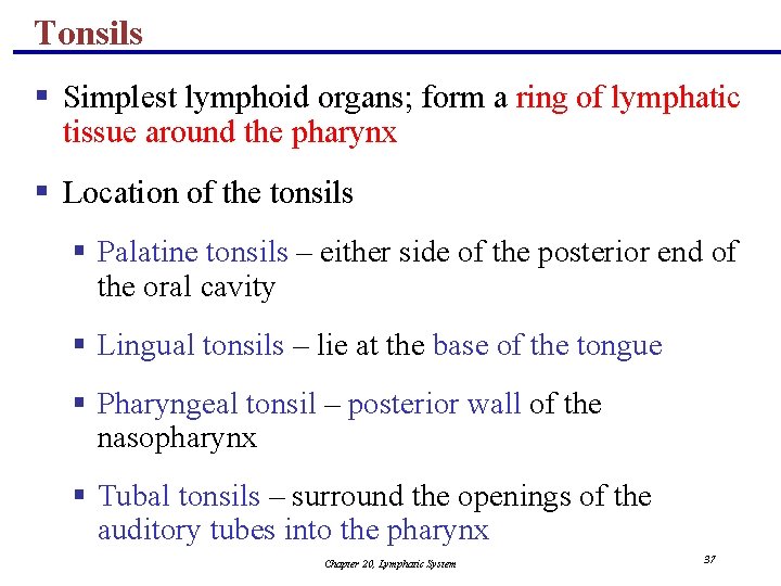 Tonsils § Simplest lymphoid organs; form a ring of lymphatic tissue around the pharynx