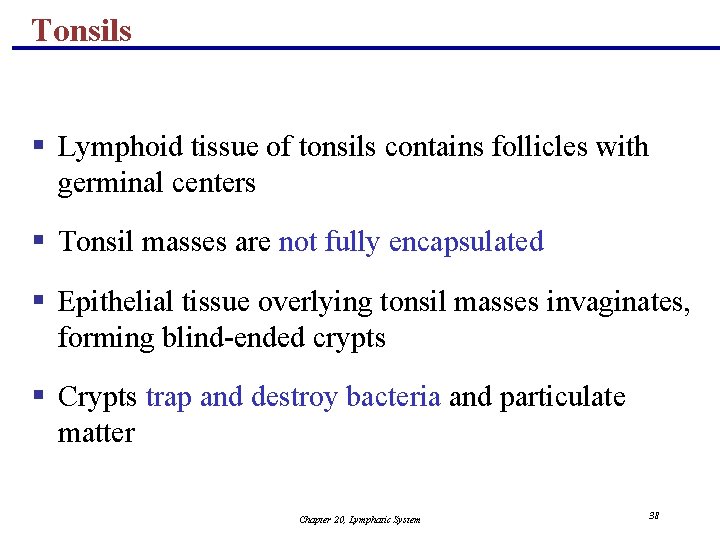 Tonsils § Lymphoid tissue of tonsils contains follicles with germinal centers § Tonsil masses
