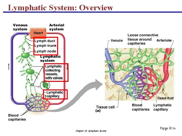 Lymphatic System: Overview Chapter 20, Lymphatic System Figure 20. 1 a 4 