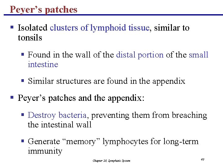 Peyer’s patches § Isolated clusters of lymphoid tissue, similar to tonsils § Found in