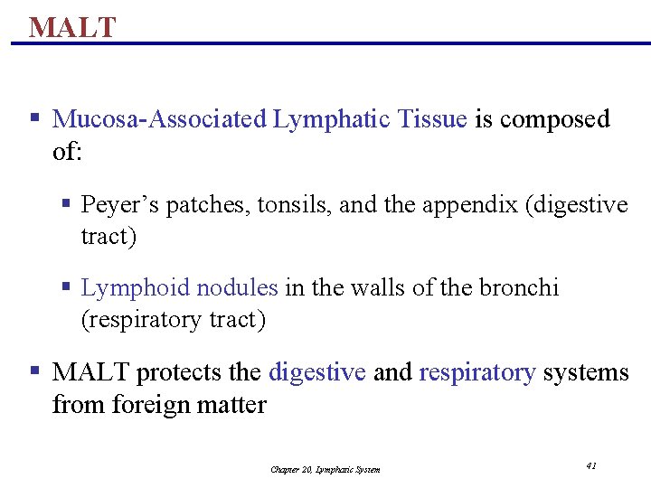 MALT § Mucosa-Associated Lymphatic Tissue is composed of: § Peyer’s patches, tonsils, and the