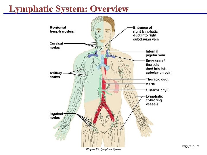 Lymphatic System: Overview Chapter 20, Lymphatic System Figure 20. 2 a 5 