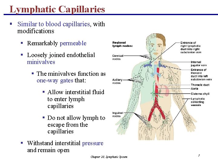 Lymphatic Capillaries § Similar to blood capillaries, with modifications § Remarkably permeable § Loosely