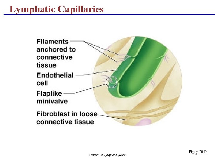 Lymphatic Capillaries Chapter 20, Lymphatic System Figure 20. 1 b 8 