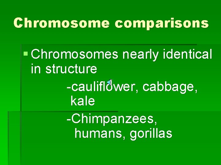 Chromosome comparisons § Chromosomes nearly identical in structure -cauliflower, cabbage, kale -Chimpanzees, humans, gorillas