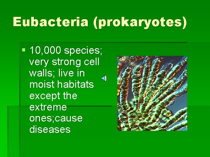 Eubacteria (prokaryotes) § 10, 000 species; very strong cell walls; live in moist habitats