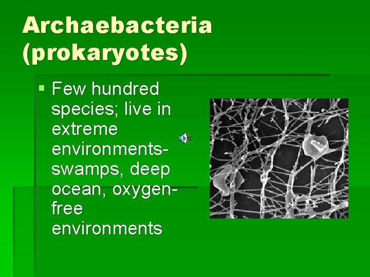 Archaebacteria (prokaryotes) § Few hundred species; live in extreme environmentsswamps, deep ocean, oxygenfree environments